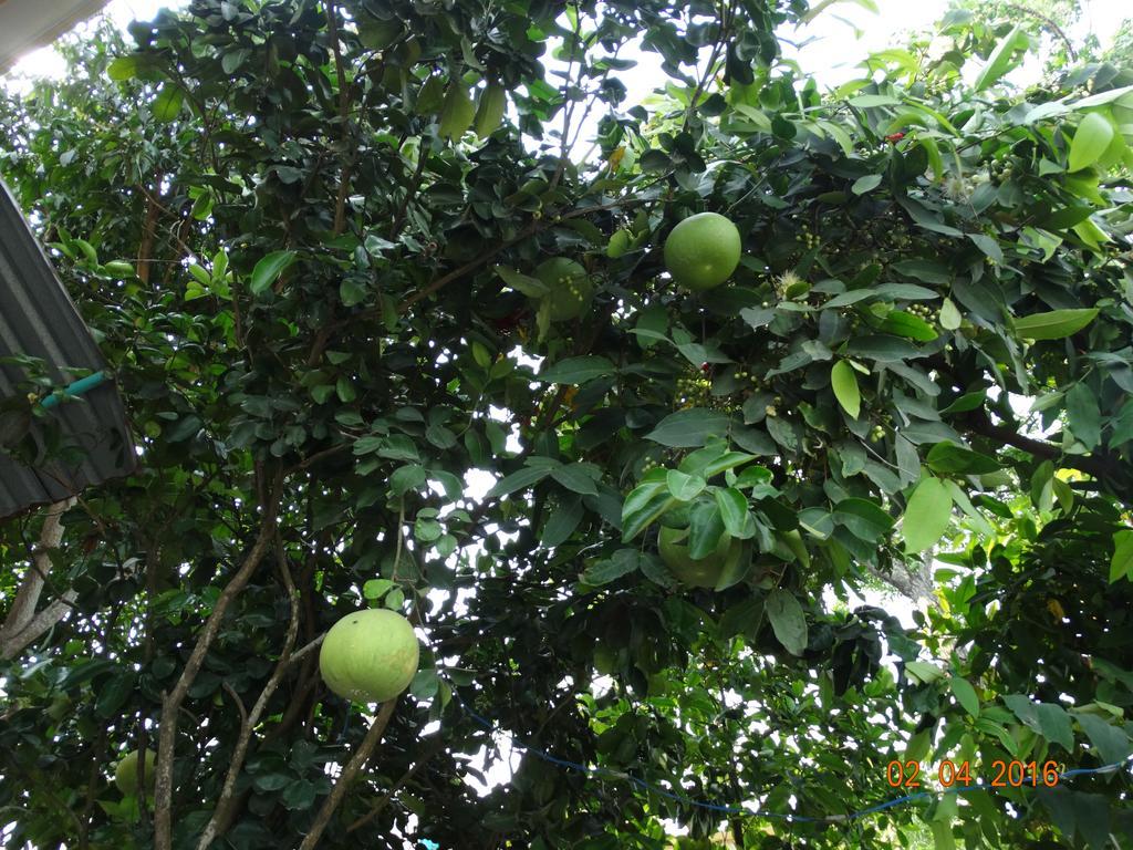 Yellow House Homestay Χόι Αν Εξωτερικό φωτογραφία