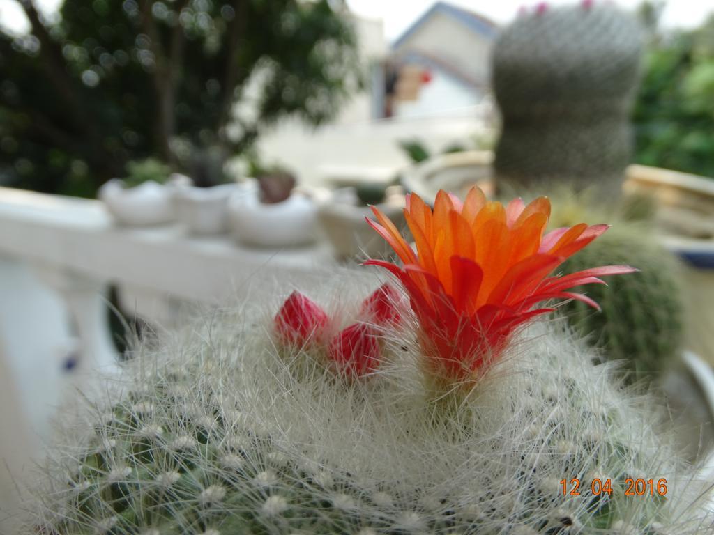 Yellow House Homestay Χόι Αν Εξωτερικό φωτογραφία